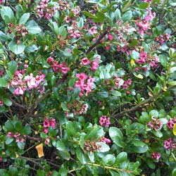 Escallonia macrantha, red